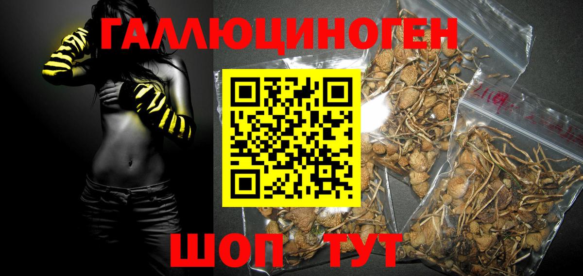Псилоцибиновые грибы Cubensis Кыштым